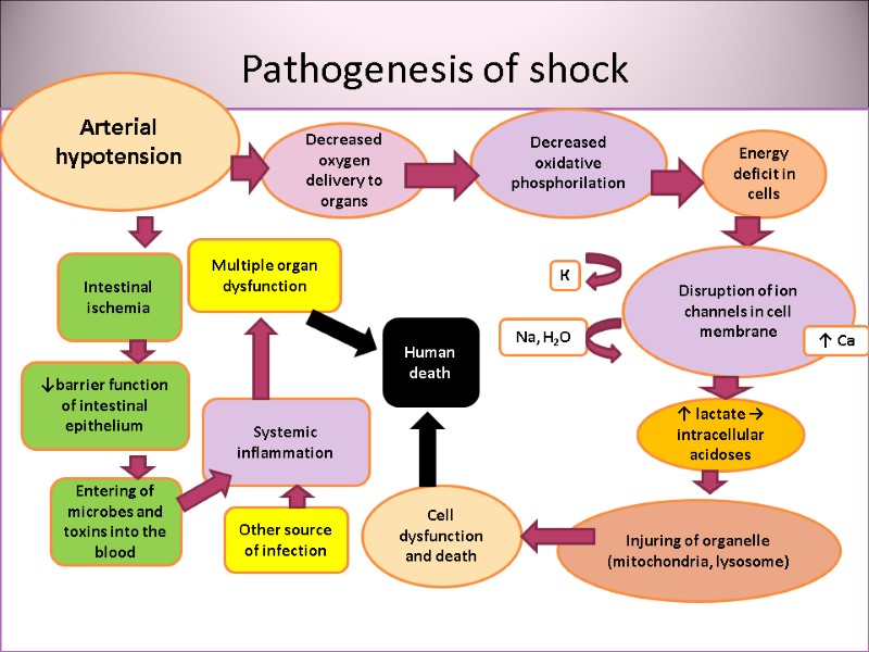 Pathogenesis of shock утрата Arterial hypotension Decreased oxygen delivery to organs Decreased oxidative phosphorilation